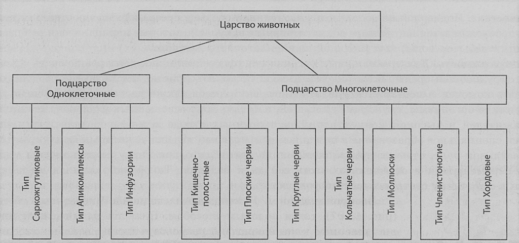 царство животные