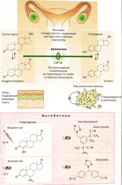 Ингибиторы ароматазы
