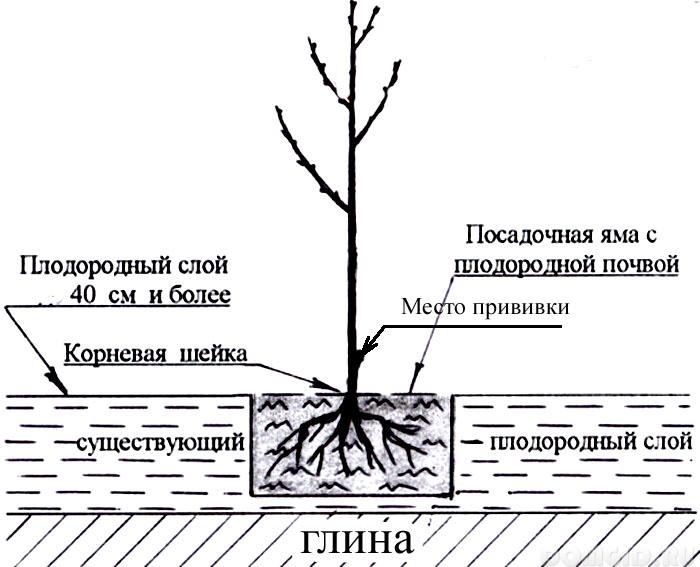 Черевишня