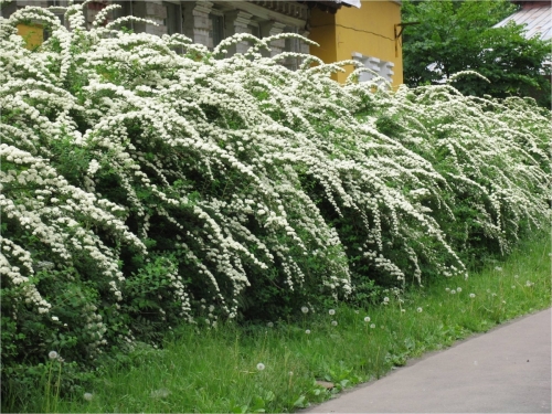 Свободнорастущая изгородь