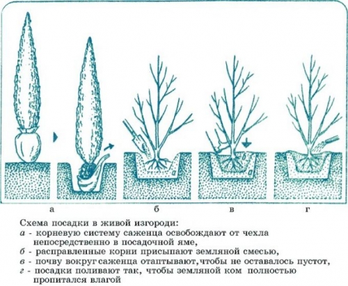 Посадка в открытый грунт хвойных растений