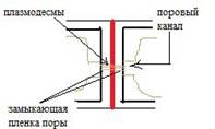 Видоизменения клеточной оболочки - student2.ru