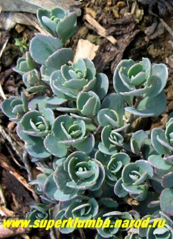 ОЧИТОК НАУТЕСНЫЙ (Sedum cauticola) Малораспространенный, но очень интересный очиток с ветвистыми стеблями и сизо-голубой листвой, высота до 10 см, Прекрасное растение для альпинариев. При высадке на краю террасы эффектно ниспадает. ЦЕНА 250 руб,