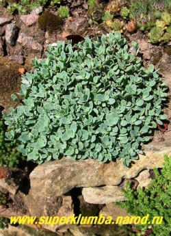 ОЧИТОК ЭВЕРСА ОДИНАКОВОЛИСТНЫЙ (Sedum ewersii var. homophyllum) — миниатюрная форма очитка Эверса, аккуратный кустик с мелкими светлыми сизовато-зелеными листьями даже на солнце , цветет в августе-сентябре. ЦЕНА 250-300 руб (1 деленка)
