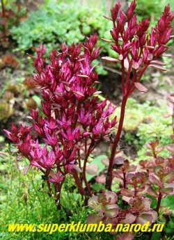 цветет ОЧИТОК ЛОЖНЫЙ "Вуду" (Sedum spurium "Voodoo") Цветение очень контрастное, ярко-малиновыми и цветками, в виде звездочек, собранными в чуть вытянутые вверх цветоносы. ЦЕНА 250 руб (1 деленка)