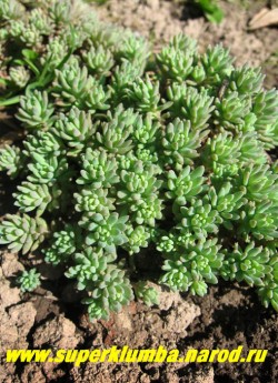 ОЧИТОК ИСПАНСКИЙ вар. "Испанский" (Sedum hispanicum var. hispanicum) Однолетняя форма. Образует аккуратные невысокие куртинки из мясистых сизо-зеленых листьев высотой до 7 см. Цветет летом обильно белыми цветами. После цветения засыхает, успев самосеяться , семена прорастают в ту же осень. Очень неприхотливый очиток. ЦЕНА 100 руб (деленка)