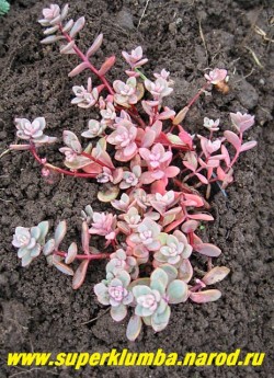 СЕДУМ СИНИЙ (Sedum cyaneum) красивый очиток с многочисленными стелющимися и укореняющимися стеблями, 4—6 см высоты. Листья некрупные голубые на красноватых побегах . Разрастаясь, образует ковер. Цветет в августе ярко-розовыми цветами собранными в щитковидные соцветия. НЕТ В ПРОДАЖЕ