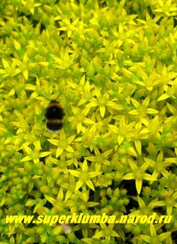 цветы ОЧИТКА ЕДКОГО (Sedum acre) крупным планом. Золотисто-желтые звездчатые цветы собраны в полузонтиковидные соцветия. ЦЕНА 100-150 руб (1 деленка)