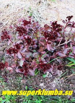 ОЧИТОК ЛОЖНЫЙ "Вуду" (Sedum spurium "Voodoo") даже цветущее растение практически не теряет своей темной окраски. ЦЕНА 250 руб (1 деленка)