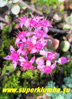 СЕДУМ СИНИЙ (Sedum cyaneum) Соцветие крупным планом. Цветет в августе ярко-розовыми цветами собранными в щитковидные соцветия. НЕТ В ПРОДАЖЕ