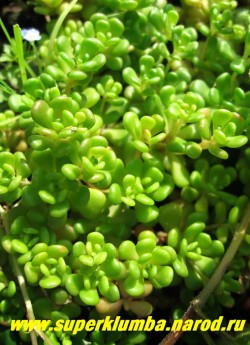 ОЧИТОК ОРЕГОНСКИЙ (Sedum oreganum) Фото крупным планом. На ярком солнце розовеет. Особенно хорошо выглядит на горках и ковровых клумбах. НЕТ В ПРОДАЖЕ