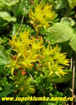 на фото соцветия ОЧИТКА ОРЕГОНСКОГО (Sedum oreganum). Желтые цветки собраны в некрупные щитковидные соцветия. НЕТ В ПРОДАЖЕ