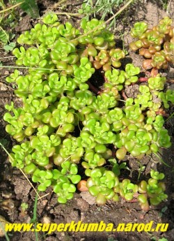 ОЧИТОК ОРЕГОНСКИЙ (Sedum oreganum) Невысокий очиток, образующий плотные коврики высотой 5-8 см. На концах стеблей лопатчатовидные толстые листья сидят особенно густо , почти образуя розетки. Цветки желтые. НЕТ В ПРОДАЖЕ