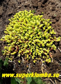 ОЧИТОК ЕДКИЙ "АУРЕУМ" (Sedum acre f.aureum) сорт с желтыми концами побегов, особенно яркими весной, образует дернинки до 20 см в поперечнике и до 6 см в высоту. Стебли ветвистые, густо усаженные мясистыми, темно-зелеными расположенными в очередном порядке, голыми, продолговатыми листьями. НОВИНКА! ЦЕНА 150-200 руб (1 деленка)