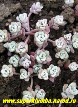 ОЧИТОК ЛОПАТЧАТОЛИСТНЫЙ ''Пурпуреум'' (Sedum spathulifolium ''Purpureum'') Листья в розетках, скученные на концах коротких побегов, мясистые , лопатчатые, покрытые красивым белым налетом. Желтые цветы собраны в соцветие зонтик. НЕТ В ПРОДАЖЕ