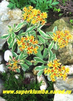 ОЧИТОК КАМЧАТСКИЙ ВАРИЕГАТУМ( Sedum kamtschaticum f. variegatum ), листья тупые, на верхушке зубчатые, зеленые с кремовым краем . выс. до 15 см, Цветки оранжево-желтые, собраны в щитковидные соцветия. Цветет в июне-июле. 
 НЕТ В ПРОДАЖЕ