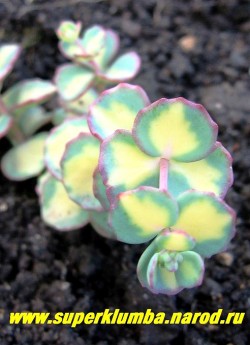 ОЧИТОК ЗИБОЛЬДА ВАРИЕГАТНЫЙ (Sedum sieboldii f. variegatum) голубой с кремовым или бледно-желтым пятном в середине листа, на солнце имеет трехцветную окраску - край листа краснеет, Цветет в сентябре. Высота 15-20 см, Чрезвычайно декоративен. Зимой желательно воздушно-сухое укрытие. ЦЕНА 300 руб. НЕТ В ПРОДАЖЕ