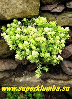 ОЧИТОК ЕДКИЙ "АУРЕУМ" (Sedum acre f.aureum). посадка между камней. НОВИНКА! ЦЕНА 150-200 руб (1 деленка)