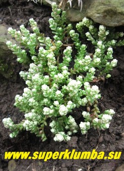 ОЧИТОК ЕДКИЙ "ВАРИЕГАТУМ" (Sedum acre f.variegata) сорт с белыми концами побегов, особенно яркими весной, образует дернинки до 20 см в поперечнике и до 6 см в высоту. Стебли ветвистые, густо усаженные мясистыми, темно-зелеными расположенными в очередном порядке, голыми, продолговатыми листьями. НОВИНКА! НЕТ В ПРОДАЖЕ