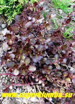 ОЧИТОК ЛОЖНЫЙ «Вуду» (Sedum spurium «Voodoo») изысканный и редкий сорт с темно-пурпурными зимующими листьями. Цветет в июне-июле темно-пурпурными цветами, высота до 15 см. ЦЕНА 250 руб (1 деленка)