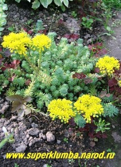 цветет ОЧИТОК СКАЛЬНЫЙ ОТОГНУТЫЙ “Глаукум” (Sedum rupestre ssp. reflexum “Glaucum”) Цветки мелкие, желтые, собраны в щитковидные соцветия средней величины. Соцветия более пышные, чем у исходного вида, диаметр щитков . Растение легко укореняется в месте соприкосновения с почвой. НОВИНКА! ЦЕНА 150 руб (1деленка)