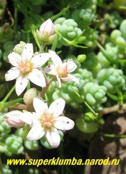 цветы ОЧИТКА ГУСТОЛИСТНОГО (Sedum dasyphyllum) ЦЕНА 200-250 руб (1 деленка)