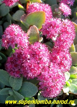 ОЧИТОК ЭВЕРСА (Sedum ewersii) Соцветие крупным планом . Соцветие верхушечное зонтиковидное из ярко-пурпурных цветов. Цветет в июле-сентябре. ЦЕНА 200 руб.