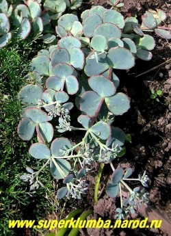 ОЧИТОК ЗИБОЛЬДА (Sedum sieboldii ) Голые, ползучие стебли красноватого цвета образуют густые низкие ковровые заросли. Листья собраны в мутовки по три, округлые, зубчатые, сизо-голубовые с пурпурным краем. Цветет в сентябре. Мелкие светло-розовые цветки обрязуют густые соцветия. Высота 15-20 см. ЦЕНА 200 руб