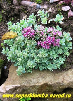 зацветает ОЧИТОК ЭВЕРСА ОДИНАКОВОЛИСТНЫЙ (Sedum ewersii var. homophyllum) цветет в августе-сентябре малиновыми звездчатыми цветами собранными в рыхлые щитковидные соцветия. Разрастается не быстро. ЦЕНА 250-300 руб (1 деленка)