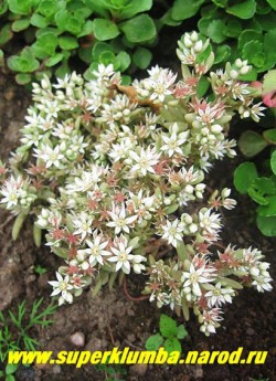 на фото цветет ОЧИТОК ИСПАНСКИЙ вар. "Испанский" (Sedum hispanicum var. hispanicum) однолетний. ЦЕНА 100 руб (1деленка)