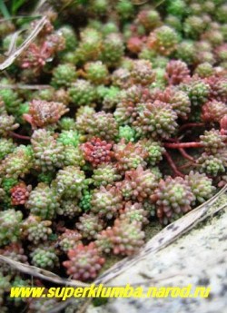 ОЧИТОК ИСПАНСКИЙ "Минус" (Sedum hispanicum var. minus) весной и на ярком солнце листья розовеют., в тени становятся сизо-голубыми. ЦЕНА 150 руб (1 деленка)