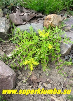 ОЧИТОК ЛОЗОВИДНЫЙ (Sedum sarmentosum) Тонкие, гибкие, ползучие и укореняющиеся розовые стебли длиной до 30 см, листья мелкие продолговатые, цветки желтые сидячие. Цветет весной и летом (май-июнь). Прекрасно декорирует склоны и каменистые стенки спускаясь зеленым каскадом. ЦЕНА 200 руб