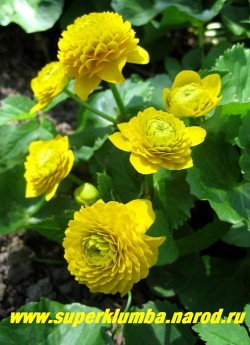 КАЛУЖНИЦА БОЛОТНАЯ " Флоре Плено" (Caltha palustris flore pleno) садовая махровая форма , изящные кустики калужницы предпочитают влажные места , хорошо смотрятся у водоема и в тенистых уголках сада , цветет с апреля -май, высота 10-15см, диаметр густомахровых ярко-желтых цветков достигает до 5 см. Редкое по красоте весеннее растение. ЦЕНА 250 руб (делёнка)