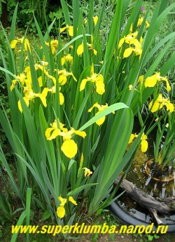 ИРИС АИРОВИДНЫЙ ( Iris pseudacorus ) желтый, изящный и неприхотливый, идеально подходит для водоемов и сырых мест , высота до 1м, цветет в июне желтыми цветами с коричневым рисунком у основания лепестков, Этот ирис можно заглублять в воду на 30-40см, можно сажать в прибрежную зону, в местах слива воды. ЦЕНА 150 руб (делёнка)