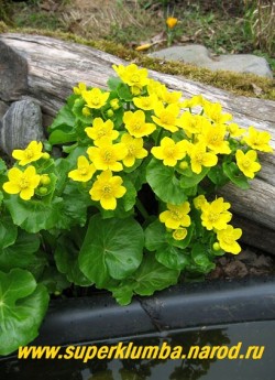 КАЛУЖНИЦА БОЛОТНАЯ (Caltha palustris) Очень красивое весеннецветущее растение с темно-зелеными блестящими крупными кожистыми листьями и многочисленными крупными яркими золотисто-желтыми цветками диаметром 4-5см. Высота куста до 40см, цветение апрель -май. Мощная и эффектная! Незаменимо для оформления сырых мест и берегов водоемов. При наличии полива растет на сухих местах. ЦЕНА 200 руб (делёнка)