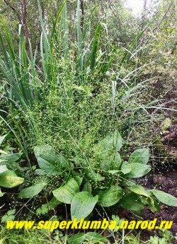 ЧАСТУХА ПОДОРОЖНИКОВАЯ (Alisma plantago-aquatica) Листья зеленые крупные, яйцевидные на длинном черешке с ярковыраженными жилками. Цветет белыми цветами в крупных пирамидальных метельчатых соцветиях с оттопыренными ветвями. Цветки около 1 см в диаметре. Цветет в июле-августе. Растет на мелководье и береговой зоне. НОВИНКА! ЦЕНА 150 руб (делёнка)