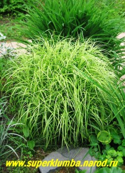 ОСОКА ПАЛЬМОЛИСТНАЯ "Вариегата"(Carex muskingumensis "Variegata") Зеленая листва с ярко-белой полосой, расположенная пучками на концах прямостоячих побегов, создает экзотический эффект папируса. высота 60-70 см. Неприхотлива и очень красива. Может использоваться для оформления прибрежной зоны водоема. ЦЕНА 200-250 руб (делёнка)