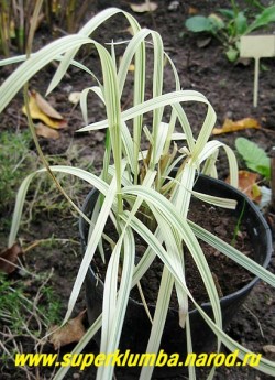 МАННИК БОЛЬШОЙ "Вариегата" (Gliceria maxima Variegata) сорт 50-60 см высотой. Листья кремовые с продольными зелеными полосками, к осени приобретают красноватые тона. Цветет редко. Любит влажную почву , поэтому с успехом растет в прибрежной зоне с затоплением до 15см. В цветнике желательно окраничивать "корзинкой". НЕТ В ПРОДАЖЕ