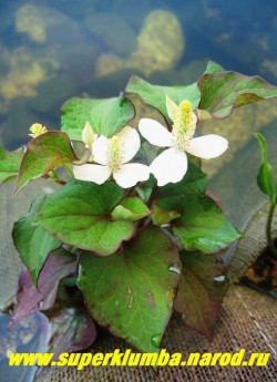 ХАУТТЮЙНИЯ СЕРДЦЕВИДНАЯ (Houttuynia cordata) зеленый с малиновым кантом лист, неприхотливый почвопокровник, разрастается ковром , высота 10-20 см, предпочитает влажные почвы и светлое место, но с успехом растет и в иных. Пригодна для оформления прибрежной зоны водоема и болотца. В водоеме в условиях Подмосковья может вымерзать, в прибрежной же зоне в укрытии практически не нуждается. ЦЕНА 150 руб (2 шт)