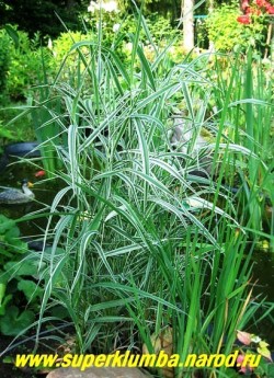 ДВУКИСТОЧНИК ТРОСТНИКОВЫЙ или ФАЛЯРИС (Phalaris arundinacea) пышный многолетний злак с полосатой широкой бело-зеленой листвой, соцветия-густые колосовидные метелки до 20см длиной, высота до 80см, быстро разрастается, поэтому на маленьких площадях нуждается в ограничивающих рост емкости. На фото молодой куст на берегу маленького дачного прудика. Пестрая листва фаляриса прекрасно контрастирует с темнозеленой листвой аировидного ириса. ЦЕНА 150 руб (делёнка)