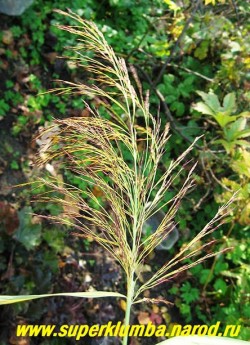 соцветие ТРОСТНИКА ЮЖНОГО "Вариегатус" (Phragmites australis "Variegatus") Крупные эффектные золотисто-розовые метелки прекрасное украшение сада и сухих букетов. ЦЕНА 200 руб (делёнка)