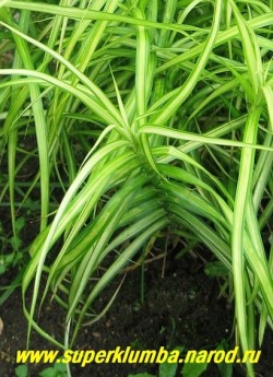 крупным планом ОСОКА ПАЛЬМОЛИСТНАЯ «Вариегата»(Carex muskingumensis «Variegata»). ЦЕНА 200-250 руб (делёнка)