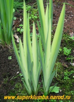 ИРИС АИРОВИДНЫЙ ВАРИЕГАТНЫЙ (Iris pseudacorus var. variegata) красивая декоративнолистная форма ириса с вариегатной листвой. По голубовато-зеленому фону идут продольные широкие кремово-белые полосы. Особено ярок в первой половине лета. Цветет желтыми цветами в июне. ЦЕНА 350 руб. (делёнка)