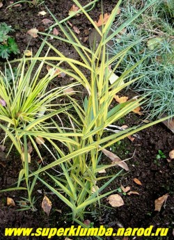 ТРОСТНИК ЮЖНЫЙ "Вариегатус" (Phragmites australis "Variegatus") Эффектный сорт с голубовато-желтой листвой, высота 70-150см - чем сырее место, тем он выше. Цветет в августе крупными эффектными золотисто-розовыми метелками. Корневище ползучее, поэтому желательно ограничение места посадки. Зимостоек. ЦЕНА 200 руб (делёнка)