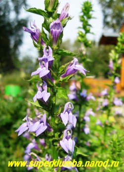 ЛОБЕЛИЯ СИНЯЯ (Lobelia siphilitica) красивый редкий многолетник, цветущий продолжительно , с июля по август, синими цветами собранными в колосовидные соцветия. Высота до 90см, предпочитает солнечное место с влажной почвой, поэтому хорошо будет себя чувстововать в прибрежной зоне. ЦЕНА 250 руб. НЕТ НА ВЕСНУ