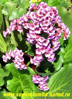 БАДАН СЕРДЦЕЛИСТНЫЙ (Вergenia cordifolia) декоративное и лекарственное растение, Очень красив весной с высокими соцветиями-свечами усыпанными малиново-розовыми цветами и осенью когда его крупные вечнозеленые листья приобретают нарядную пурпурную окраску , высота 20-30 см, цветет май-июнь ЦЕНА 150-200 руб (дел)