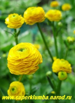 ЛЮТИК ПОЛЗУЧИЙ "Махровый" (Ranunculus repens f. hortensis) неприхотлив, может расти в тени и сырых местах, морозостоек, прекрасно подходит для оформления водоемов, высота до 50см, цветет июнь, ЦЕНА 200 руб (шт)