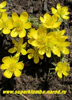 ЭРАНТИС КИЛИКИЙСКИЙ (Eranthis cilicica) Миниатюрное растение высотой 5-10см. Цветет в апреле желтыми одиночными цветами на вершине пурпурных побегов. Эфемероид ( летом листва исчезает) НЕТ В ПРОДАЖЕ