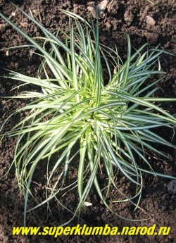 ОСОКА ПТИЦЕНОЖКОВАЯ "Вариегата" (Саrех ornithopoda "Variegata") Образует вечнозеленые аккуратные кочки высотой до 15 см . Листья с широкой кремово-белой полосой по центру. ЦЕНА 200-250 руб