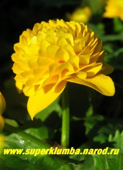 КАЛУЖНИЦА БОЛОТНАЯ " Флоре Плена" (Caltha palustris flore plena) крупным планом, диаметр густомахровых ярко-желтых цветков достигает до 5 см. Редкое по красоте весеннее растение. ЦЕНА 250 руб (делёнка)